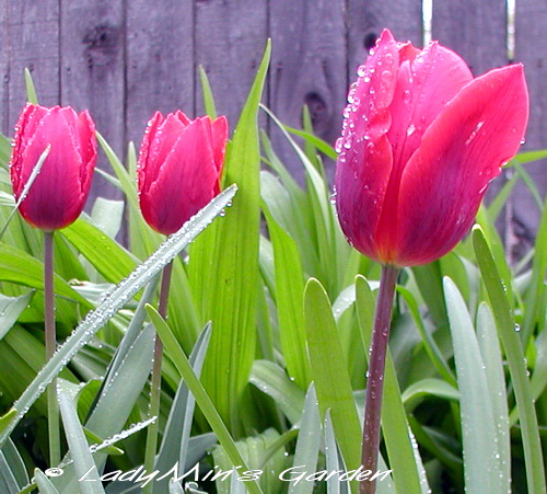 Red Tulips Red Tulips