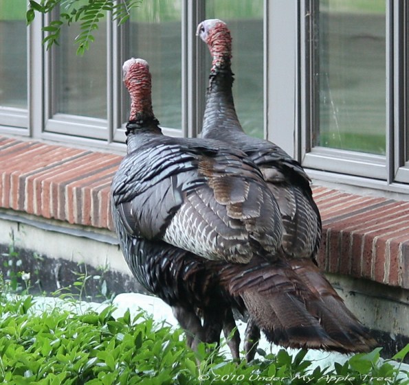 Wild Turkeys