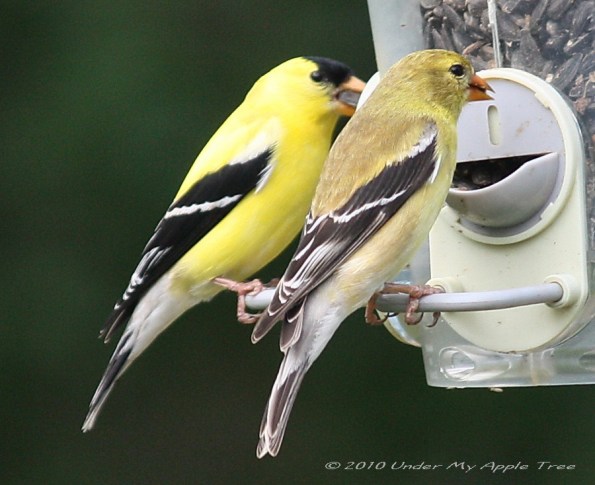 American Goldfinch American Goldfinch