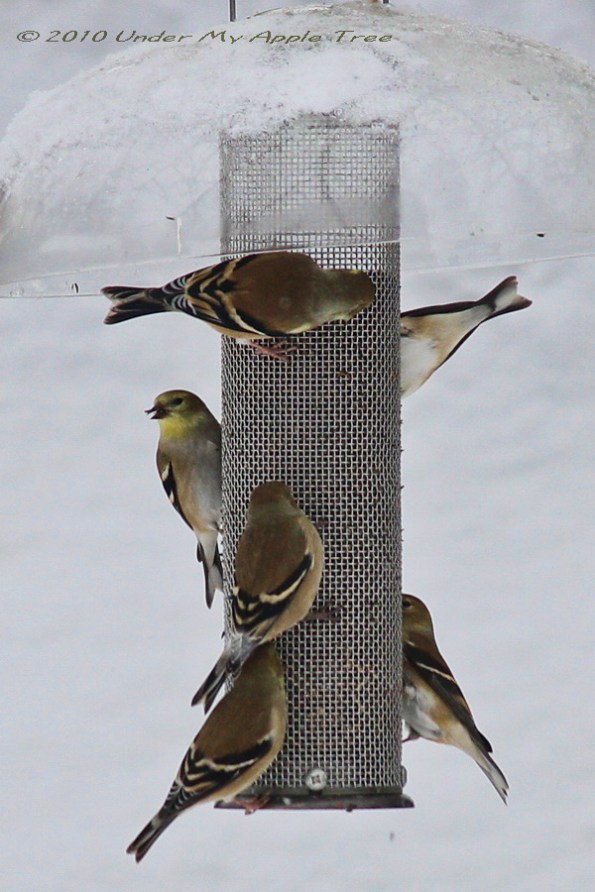 American Goldfinch American Goldfinch