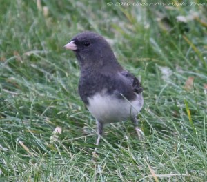 Dark-eyed Junco