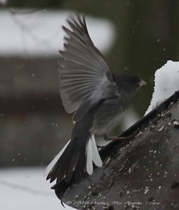 Dark-eyed Junco