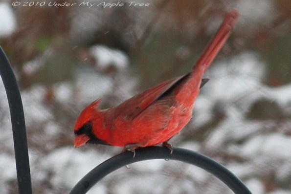 Mr. Cardinal
