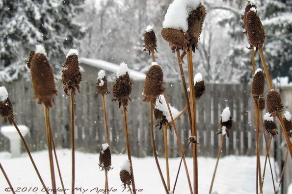 Yellow Coneflower in Winter