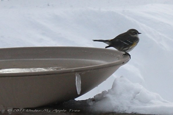 Yellow-rumped Warbler on Heated Bird Bath