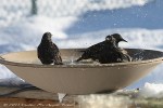 Starlings in Heated Bird Bath