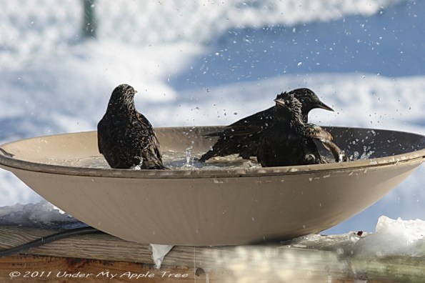 Starlings in Heated Bird Bath