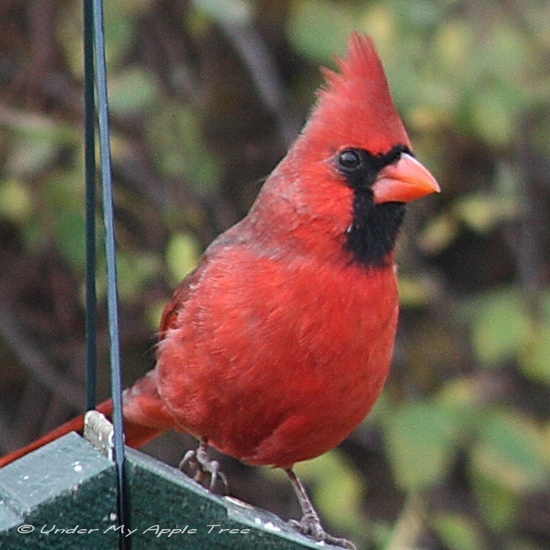 Male Northern Cardinal