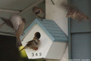 Nest box