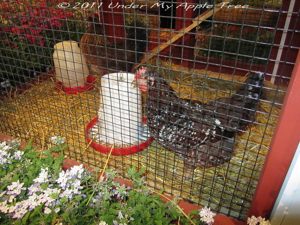 Chicken Coop Chicken Coop