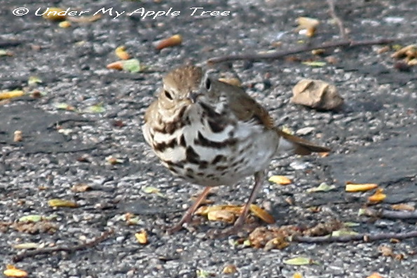Hermit Thrush
