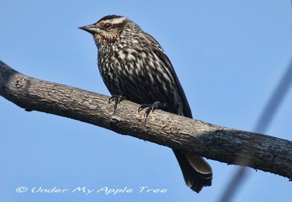 Red-winged Blackbird Female Red-winged Blackbird Female