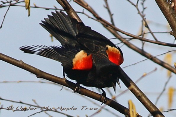 Red-winged Blackbird Male Red-winged Blackbird Male