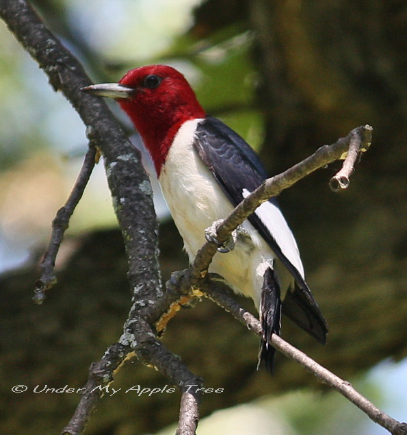 RedHeaded Woodpecker