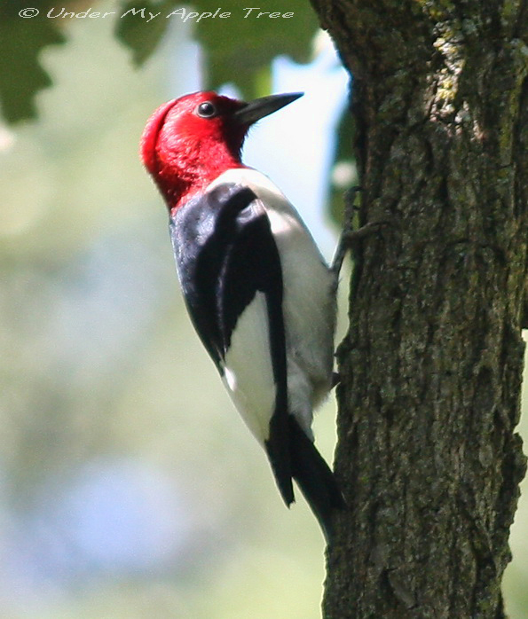 RedHead Woodpecker