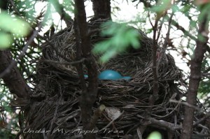 Robin's Nest
