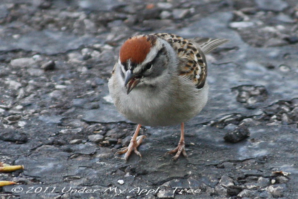 Chipping Sparrow