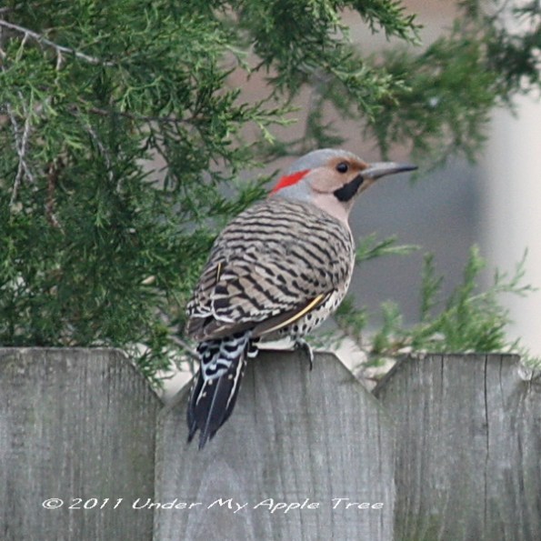 Northern Flicker