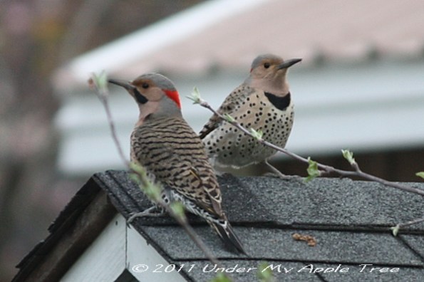 Northern Flickers