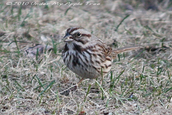 Song Sparrow