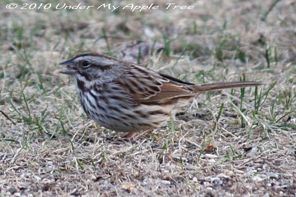 Song Sparrow