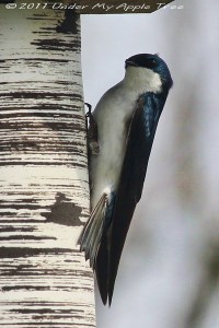 Tree Swallow