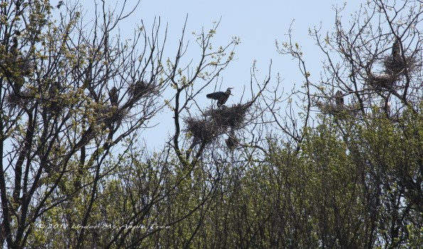 Blue Heron Rookery