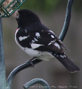 Grosbeak_IMG_8255 Rose-breasted Grosbeak