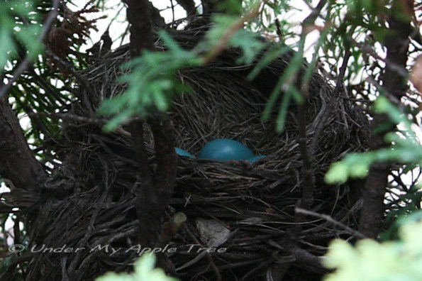 Robin's Nest