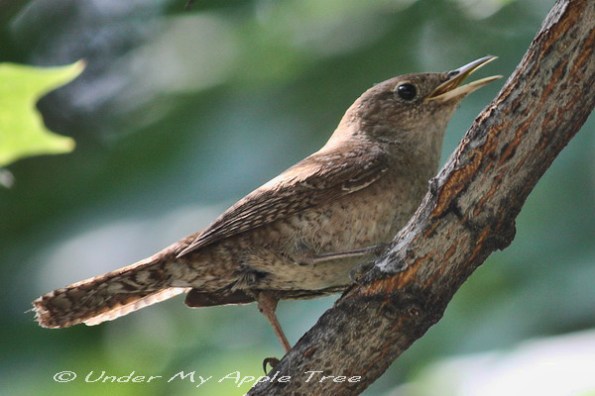 House Wren House Wren