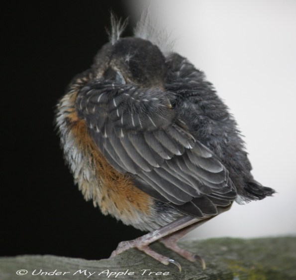 FledglingRobin_IMG_1728