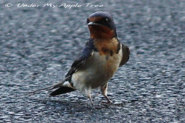 Barn Swallow
