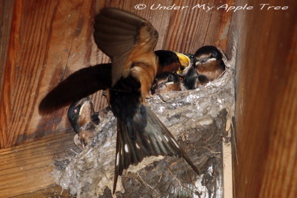 Barn Swallow Nestlings