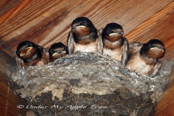 Barn Swallow Nestlings