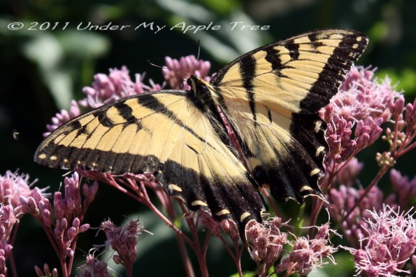 EasternTigerSwallowtail-Male_IMG_9684