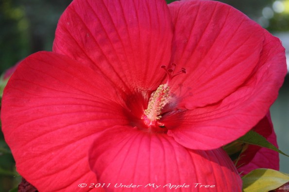 Hibiscus