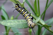 Monarch Caterpillar