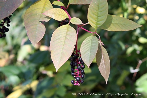 Berries_IMG_0255