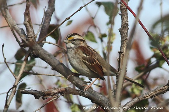 White-throatedSparrow_IMG_0329