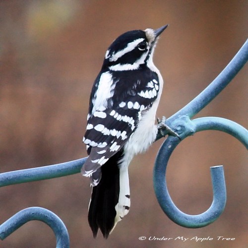 DownyWoodpecker_IMG_3611
