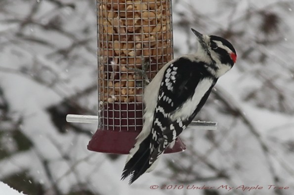 Downy Woodpecker