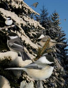 Chickadee-BlkCapped_p372