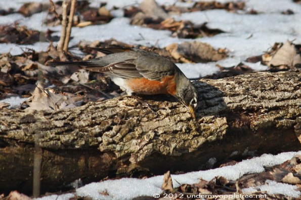 Robin_IMG_0798