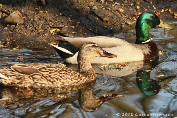 Mr and Mrs Mallard