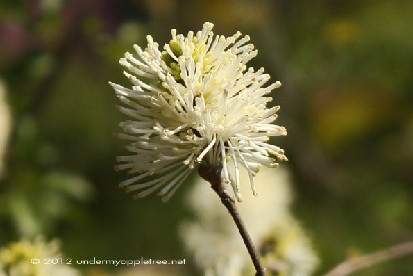 FloweringShrub_Unk_IMG_1476