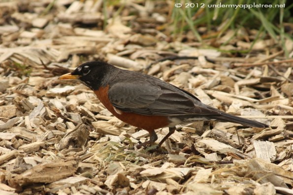 American Robin