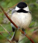 Chickadee