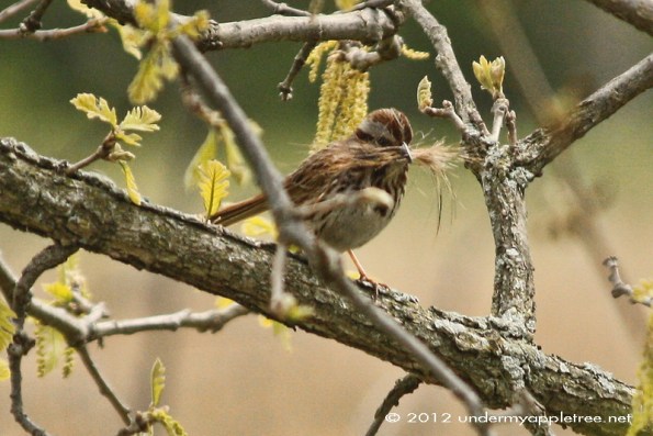 Song Sparrow