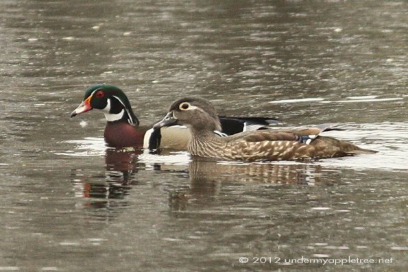 Wood Ducks breeding plumage