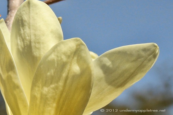 Yellow Magnolia